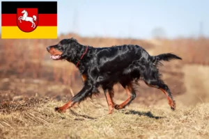 Mehr über den Artikel erfahren Gordon Setter Züchter und Welpen in Niedersachsen