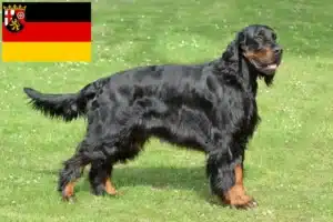 Read more about the article Gordon Setter Züchter und Welpen in Rheinland-Pfalz