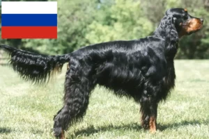 Mehr über den Artikel erfahren Gordon Setter Züchter und Welpen in Russland