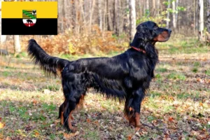 Mehr über den Artikel erfahren Gordon Setter Züchter und Welpen in Sachsen-Anhalt