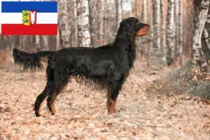 Mehr über den Artikel erfahren Gordon Setter Züchter und Welpen in Schleswig-Holstein