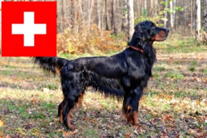 Mehr über den Artikel erfahren Gordon Setter Züchter und Welpen in der Schweiz