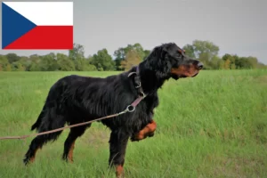 Mehr über den Artikel erfahren Gordon Setter Züchter und Welpen in Tschechien