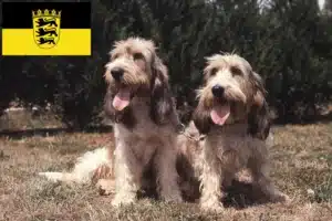 Mehr über den Artikel erfahren Grand Basset Griffon Vendéen Züchter und Welpen in Baden-Württemberg