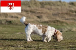 Mehr über den Artikel erfahren Grand Basset Griffon Vendéen Züchter und Welpen in Brandenburg