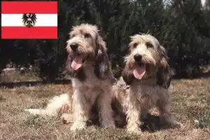 Mehr über den Artikel erfahren Grand Basset Griffon Vendéen Züchter und Welpen in Österreich