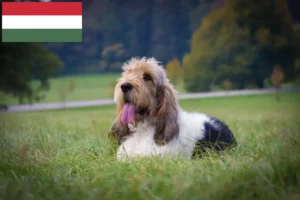 Mehr über den Artikel erfahren Grand Basset Griffon Vendéen Züchter und Welpen in Ungarn