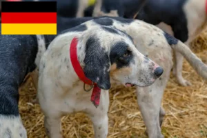 Mehr über den Artikel erfahren Grand Bleu de Gascogne Züchter und Welpen in Deutschland