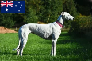 Mehr über den Artikel erfahren Greyhound Züchter und Welpen in Australien