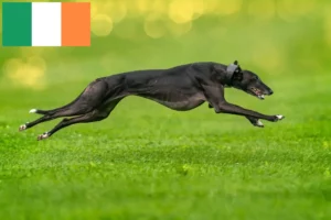 Mehr über den Artikel erfahren Greyhound Züchter und Welpen in Irland
