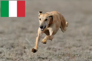 Mehr über den Artikel erfahren Greyhound Züchter und Welpen in Italien