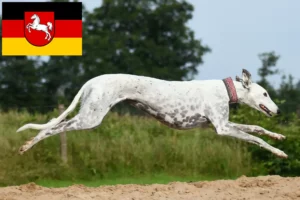 Mehr über den Artikel erfahren Greyhound Züchter und Welpen in Niedersachsen