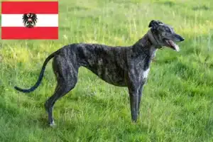 Mehr über den Artikel erfahren Greyhound Züchter und Welpen in Österreich