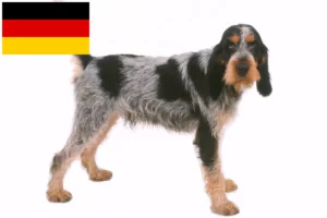 Mehr über den Artikel erfahren Griffon Bleu de Gascogne Züchter und Welpen in Deutschland