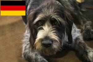 Mehr über den Artikel erfahren Griffon Nivernais Züchter und Welpen in Deutschland