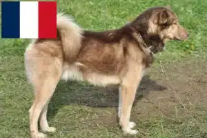 Mehr über den Artikel erfahren Grönlandhund Züchter und Welpen in Frankreich