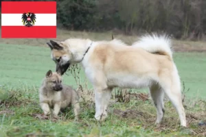 Mehr über den Artikel erfahren Grönlandhund Züchter und Welpen in Österreich