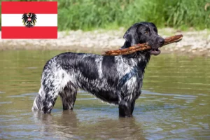 Mehr über den Artikel erfahren Großer Münsterländer Züchter und Welpen in Österreich