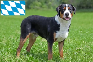 Mehr über den Artikel erfahren Großer Schweizer Sennenhund Züchter und Welpen in Bayern