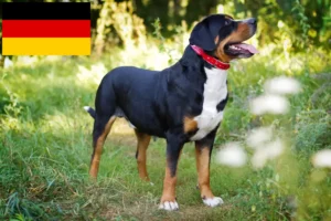 Mehr über den Artikel erfahren Großer Schweizer Sennenhund Züchter und Welpen in Deutschland