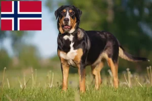 Mehr über den Artikel erfahren Großer Schweizer Sennenhund Züchter und Welpen in Norwegen