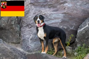 Mehr über den Artikel erfahren Großer Schweizer Sennenhund Züchter und Welpen in Rheinland-Pfalz