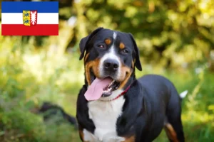 Mehr über den Artikel erfahren Großer Schweizer Sennenhund Züchter und Welpen in Schleswig-Holstein