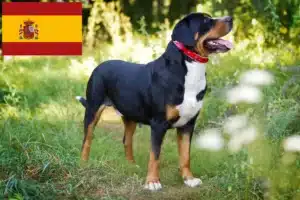 Mehr über den Artikel erfahren Großer Schweizer Sennenhund Züchter und Welpen in Spanien