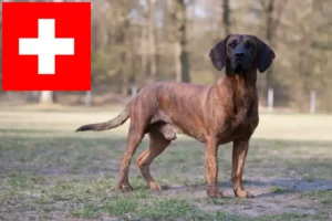 Mehr über den Artikel erfahren Hannoverscher Schweißhund Züchter und Welpen in der Schweiz