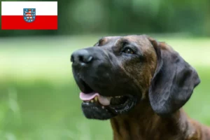 Mehr über den Artikel erfahren Hannoverscher Schweißhund Züchter und Welpen in Thüringen