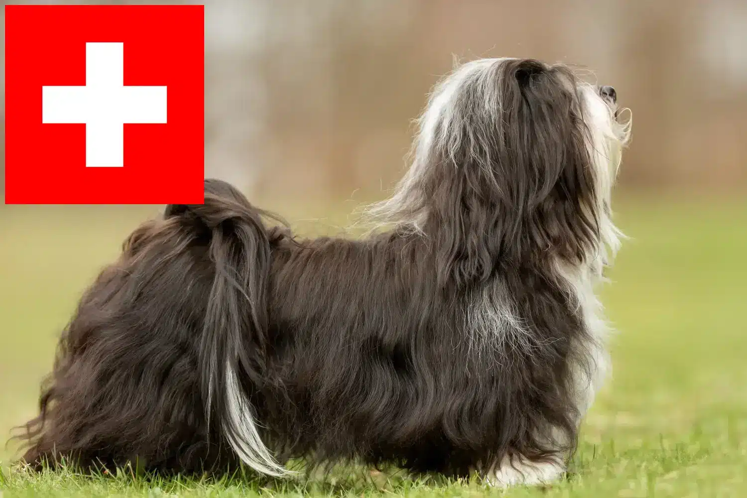 Havaneser Züchter und Welpen in der Schweiz - DogWeb.de