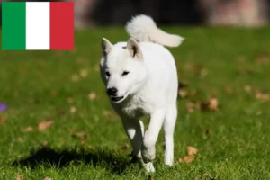 Mehr über den Artikel erfahren Hokkaido Züchter und Welpen in Italien