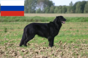 Mehr über den Artikel erfahren Hovawart Züchter und Welpen in Russland