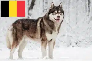 Mehr über den Artikel erfahren Husky Züchter und Welpen in Belgien