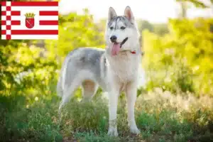 Mehr über den Artikel erfahren Husky Züchter und Welpen in Bremen