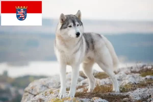 Mehr über den Artikel erfahren Husky Züchter und Welpen in Hessen