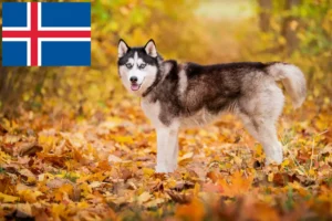 Mehr über den Artikel erfahren Husky Züchter und Welpen auf Island