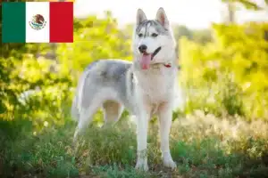 Mehr über den Artikel erfahren Husky Züchter und Welpen in Mexiko