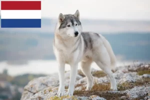 Mehr über den Artikel erfahren Husky Züchter und Welpen in den Niederlanden