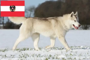 Mehr über den Artikel erfahren Husky Züchter und Welpen in Österreich