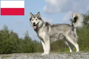 Mehr über den Artikel erfahren Husky Züchter und Welpen in Polen