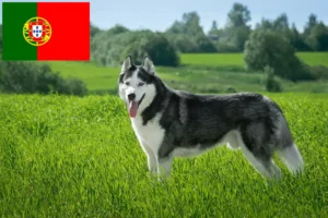 Mehr über den Artikel erfahren Husky Züchter und Welpen in Portugal