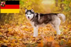 Mehr über den Artikel erfahren Husky Züchter und Welpen in Rheinland-Pfalz