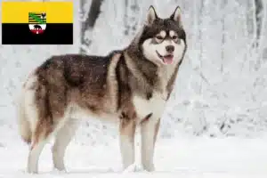 Mehr über den Artikel erfahren Husky Züchter und Welpen in Sachsen-Anhalt