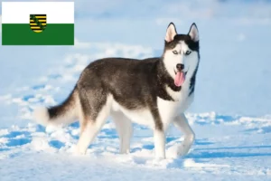 Mehr über den Artikel erfahren Husky Züchter und Welpen in Sachsen