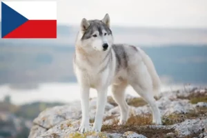 Mehr über den Artikel erfahren Husky Züchter und Welpen in Tschechien