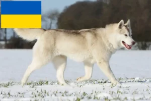 Mehr über den Artikel erfahren Husky Züchter und Welpen in der Ukraine