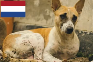 Mehr über den Artikel erfahren Indian pariah dog Züchter und Welpen in den Niederlanden