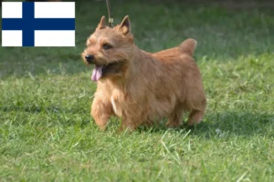Mehr über den Artikel erfahren Irish Glen of Imaal Terrier Züchter und Welpen in Finnland