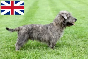 Mehr über den Artikel erfahren Irish Glen of Imaal Terrier Züchter und Welpen in Großbritannien